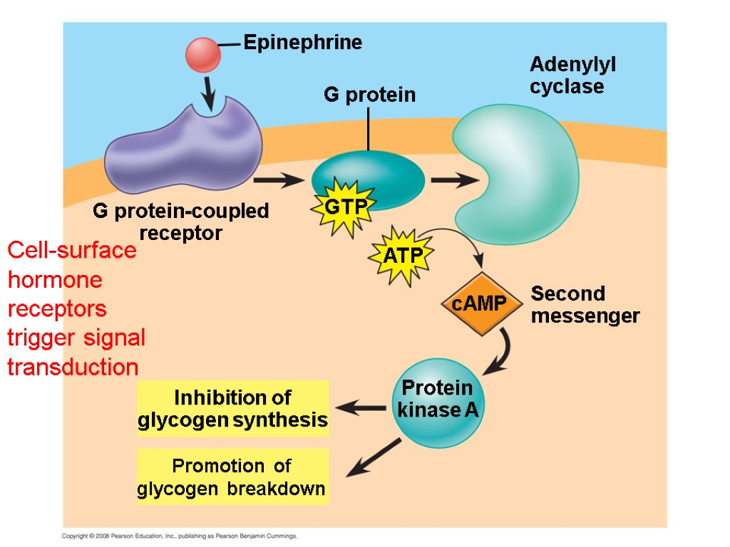 cAMP Second messenger Adenylyl cyclase G protein-coupled receptor ATP GTP G protein Epinephrine Inhibition